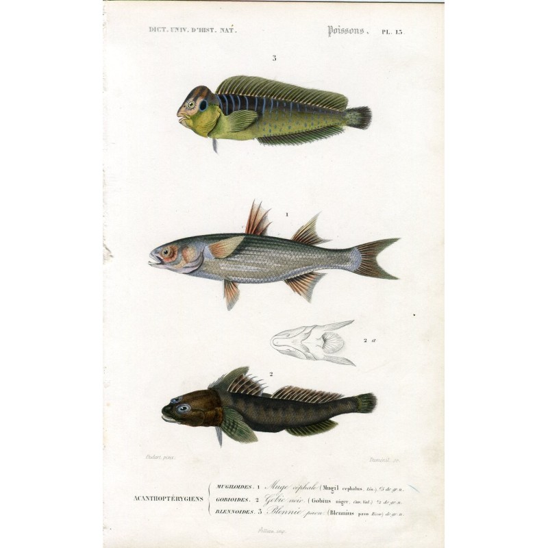 Fish engraving by Dumenil