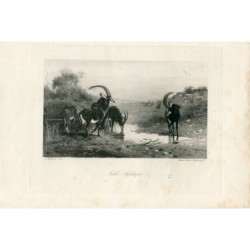 Antilope nera incisa da Swan Electric da un disegno di A. Thorburn