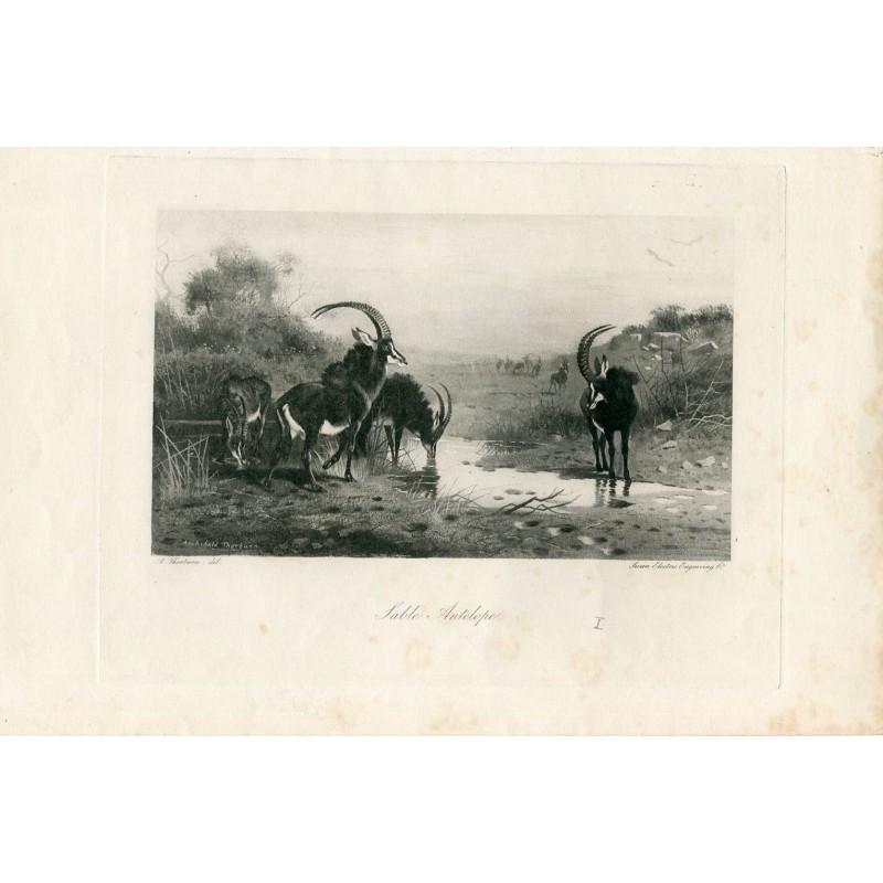 Antilope noire gravée par Swan Electric d'après un dessin de A. Thorburn