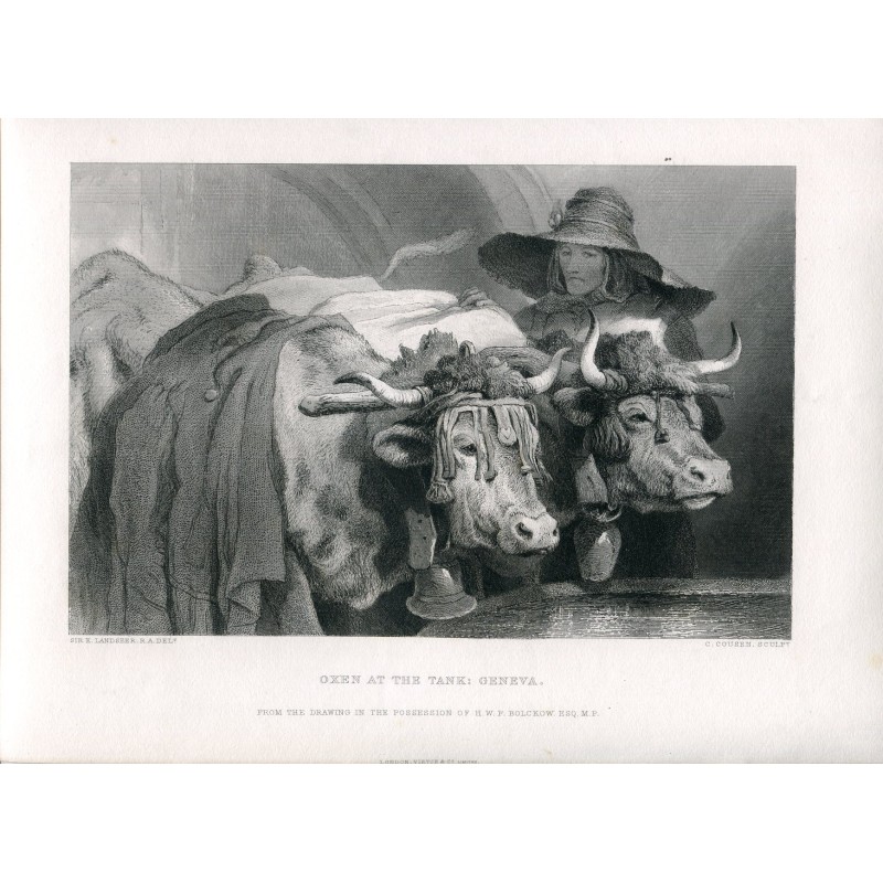 Bœufs au réservoir : Genève gravée par C. Cousen d'après un dessin de Sir E. Landseer