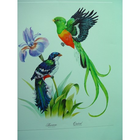 Jocororo y Quetzal Litografía