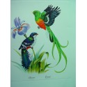 Jocororo et Quetzal Lithographie
