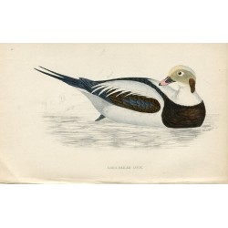 Pájaro. Long-tailed duck, Morris