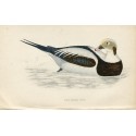 birds. Long-tailed duck, Morris