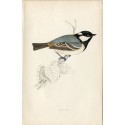 birds. Cole Tit, Morris, native to Europe, America and Asia.