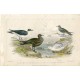 Pájaros. Black Toed Gull 2-Richardson' Skua .....por John Sanderson