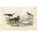 birds. Black Toed Gull 2-Richardson' Skua .....by John Sanderson