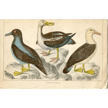 Pájaros. Albatros 1859 Fullarton