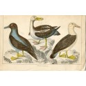 birds. Albatross 1859 Fullarton