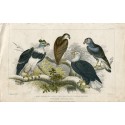 des oiseaux. Pygargue à tête blanche, grand aigle harpie ...1850.