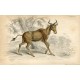 Animales. Bubalis.Grabador Lizars 1836