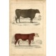 Animales. Suffolk Ox and Herefordshire bull, 1860