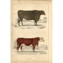 Animals. Suffolk Ox and Herefordshire bull, 1860