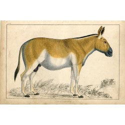 Animales. grabado antiguo por Goldsmith, 1850