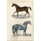 Animales. Race horse and Cart horse grabado publicado por A. Fullarton 1850