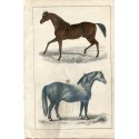 Les animaux. Gravure de cheval de course et de cheval de trait publiée par A. Fullarton 1850