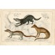 Animales. Zibet, Fossane and Malacca Genet por A. Fullarton 1860