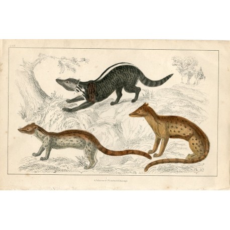 Animales. Zibet, Fossane and Malacca Genet por A. Fullarton 1860