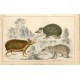 Animales. Swarthy Tendrac, Long-heared hedgehog and armed tenrec  A. Fullarton,1860