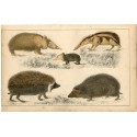 Les animaux. Edité par A. Fullarton, 1860