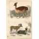 Animales. Grabado.Vicuna of Perú and Argali or Big Horn por A. Fullarton