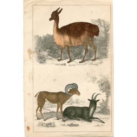 Animales. Grabado.Vicuna of Perú and Argali or Big Horn por A. Fullarton