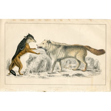 Animales.  Hiena salvaje. Editado por A. Fullarton 1860