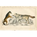 Les animaux. Hyène sauvage. Edité par A. Fullarton 1860
