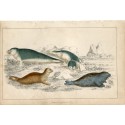 Animales de mar de los océanos. 1860