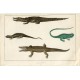Animales. Cocodrilo del Nilo y otros editado por Fullarton 1860