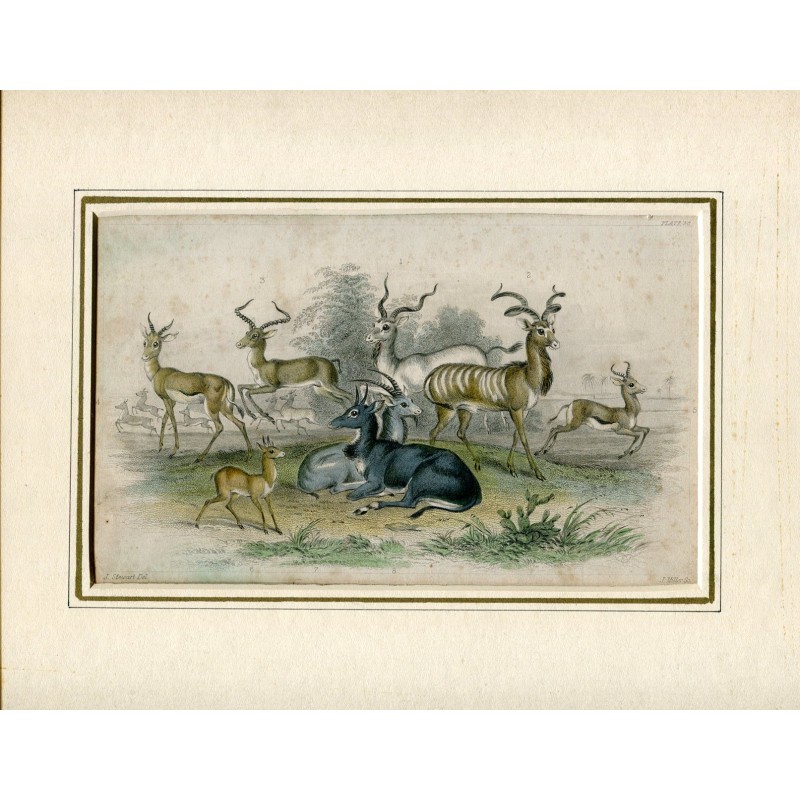 Laddax, Koodoo..etc. Animal prints by J. Miller, drawn by J. Steward