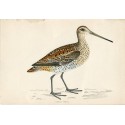 Bird. Great Snipe. Morris 1851