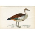 Oiseau. Oie égyptienne. Morris 1851