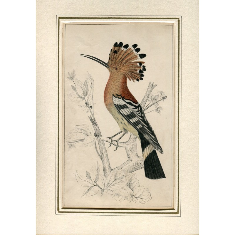 Huppe fasciée. Gravure du XIXe siècle.