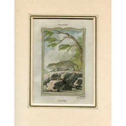 Souslik aufgenommen von Andrew Bell