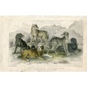Animales. European wolf, black wolf of N. America, St. Bernard' s mastff ...1868