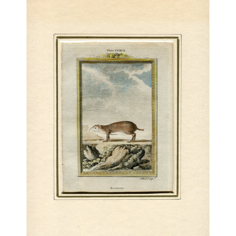 Acouchi recorded by Andrew Bell