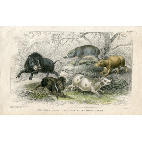 Animales. Wild Boar, Collarred Peccary 1868