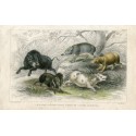 Animals. Wild Boar, Collared Peccary 1868