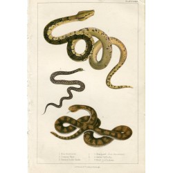 Animales. Boa Constrictor, Common Viper, Banded Raule Snake. 1860