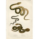 Animales. Boa Constrictor, Common Viper, Banded Raule Snake. 1860