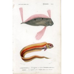 Animales. Poissons. Litografia coloreada del Diccionario Universal de historia natural