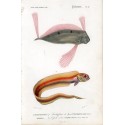 Animals. poissons. Colored lithograph from the Universal Dictionary of Natural History
