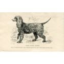 Dogs. Irish Water Spaniel. Recorded. 1890