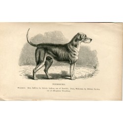 Perros. Foxhound. Grabado. 1890