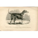 Dogs. Foxhound. Recorded. 1890