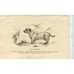 Perros. Skye Terrier. Grabado. 1890