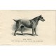 Perros. Irish Terrier. Grabado 1890