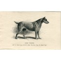 Chiens. terrier irlandais. Gravure 1890