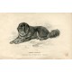 Perros. Thibet Mastiff. Grabado 1890